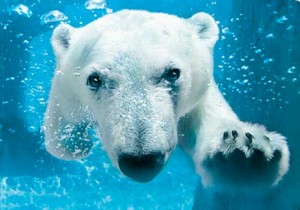 polar bear dip